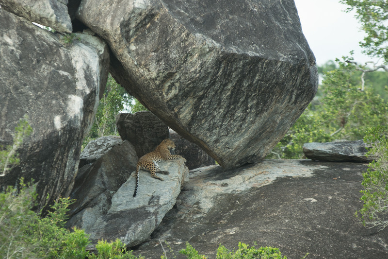  - Sri Lanka, wonderful wildlife experience.
