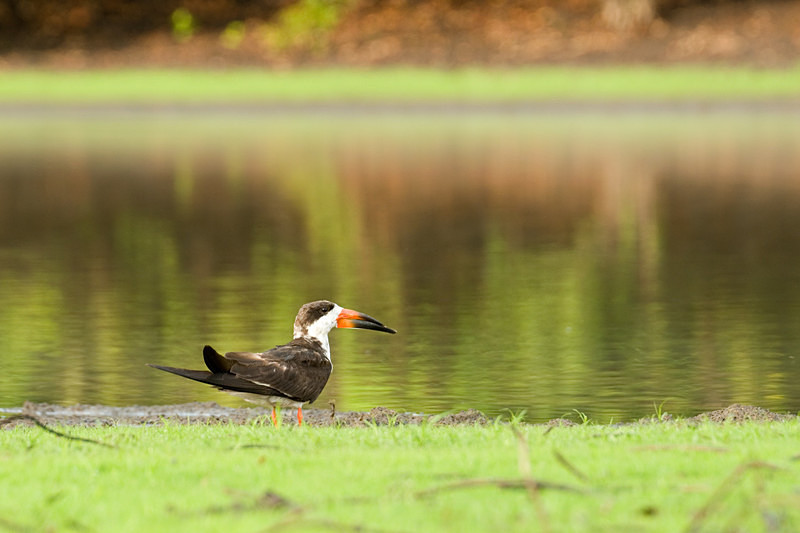  - Pristine Pantanal, Brasil