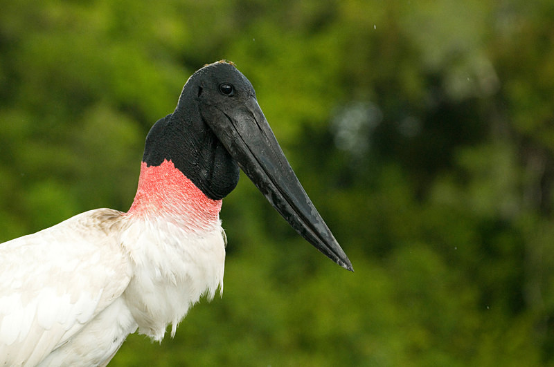  - Pristine Pantanal, Brasil