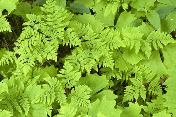 Green! - Canada