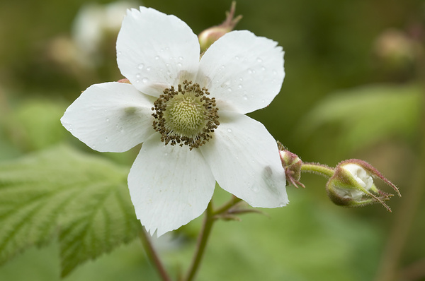Thimbleberry. - Canada