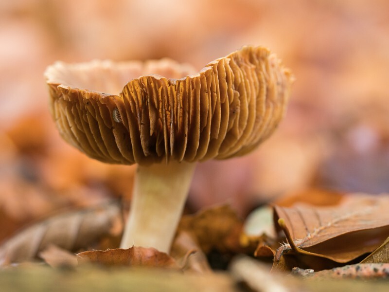  - Funghi