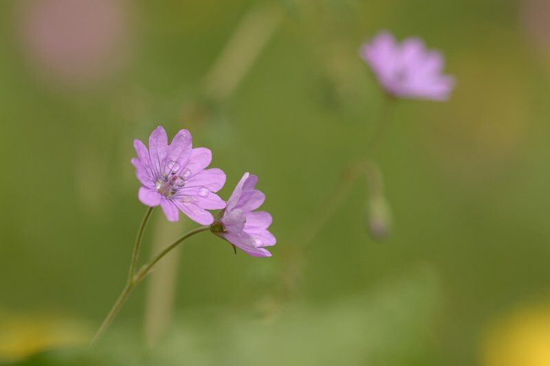  - Flora