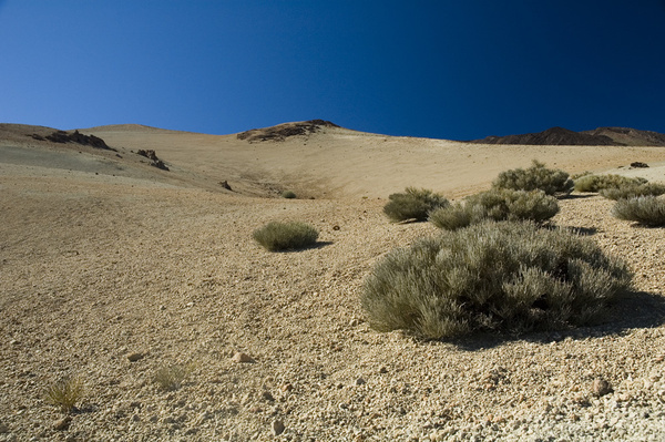 Colonisation... - Impressions of Tenerife
