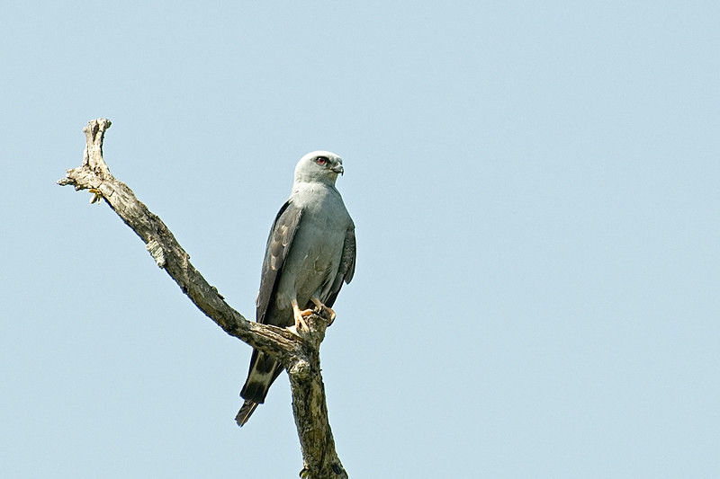  - Pristine Pantanal, Brasil