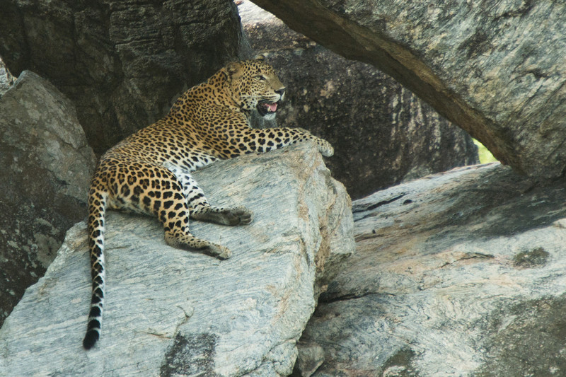  - Sri Lanka, wonderful wildlife experience.