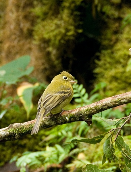 Yellowish Flycatcher - Costa Rica