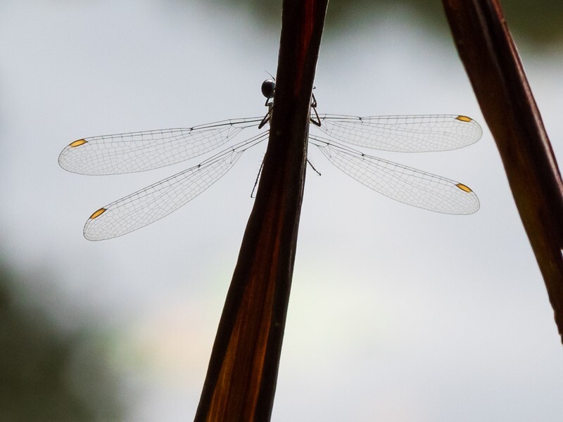  - Little critters