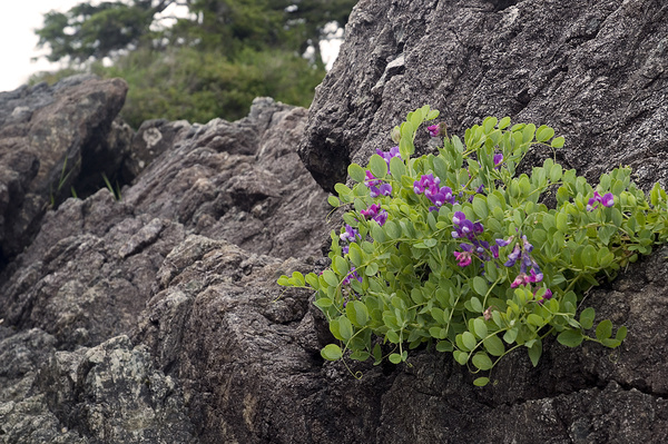 Rocky plant - Canada