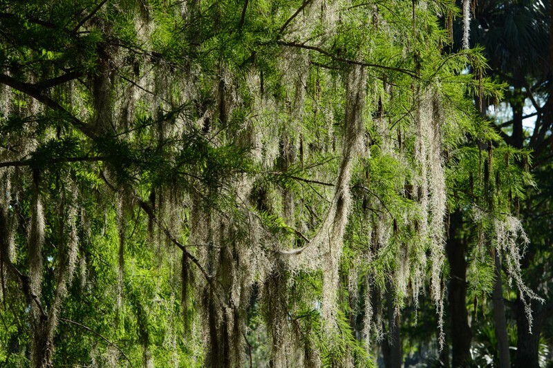  - Florida