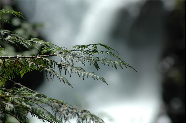 Ceder Branch and Elk Falls - Canada