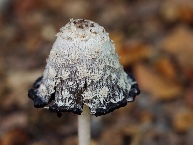  - Funghi