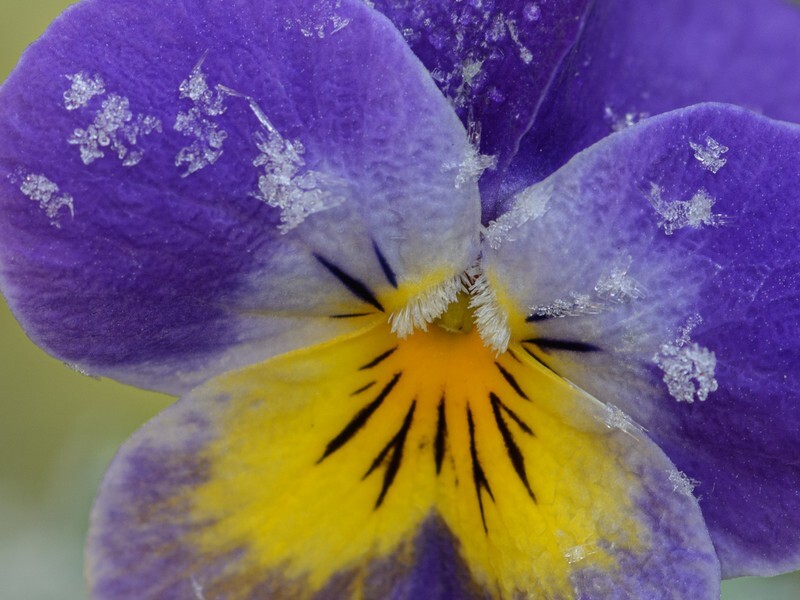  - Flora