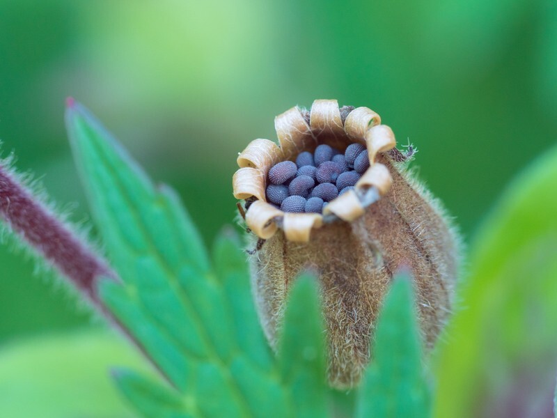  - Flora