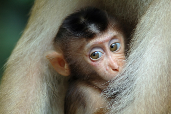 Eye-to-eye... - Malaysian Borneo.