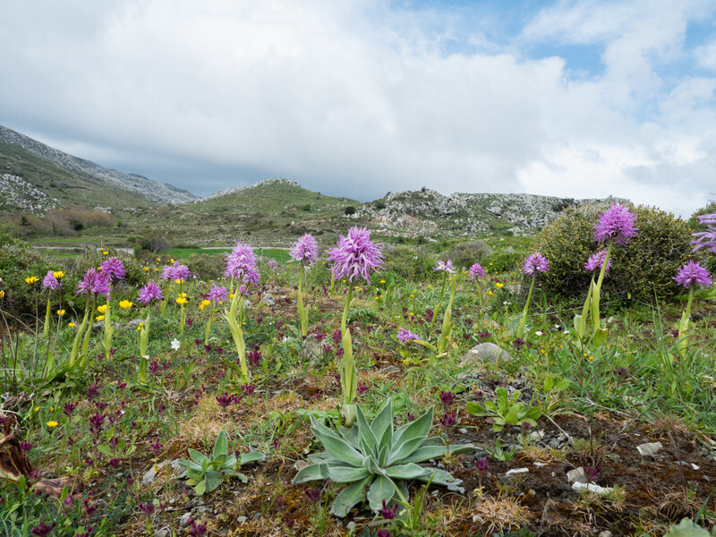  - Early Spring on Crete