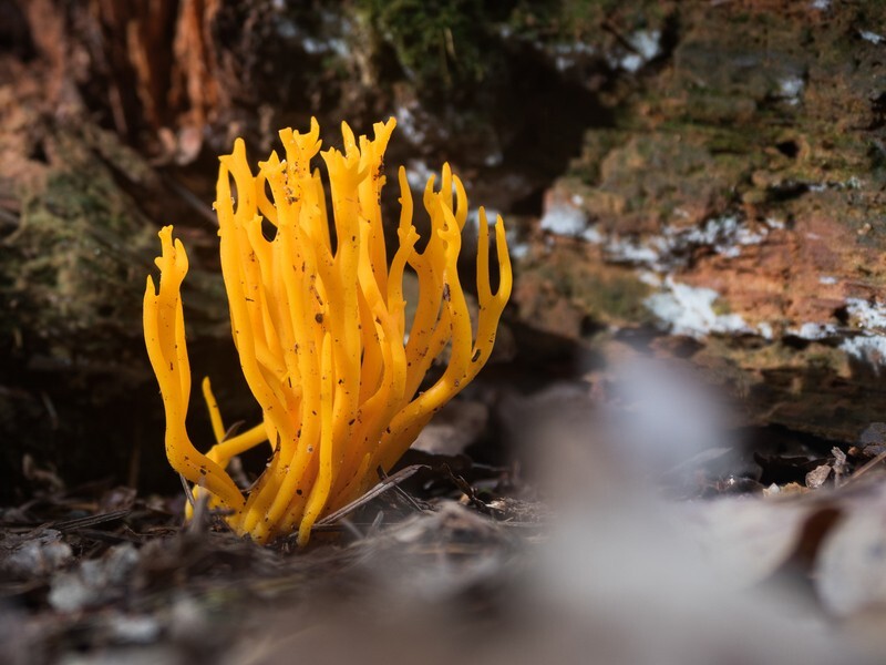  - Funghi