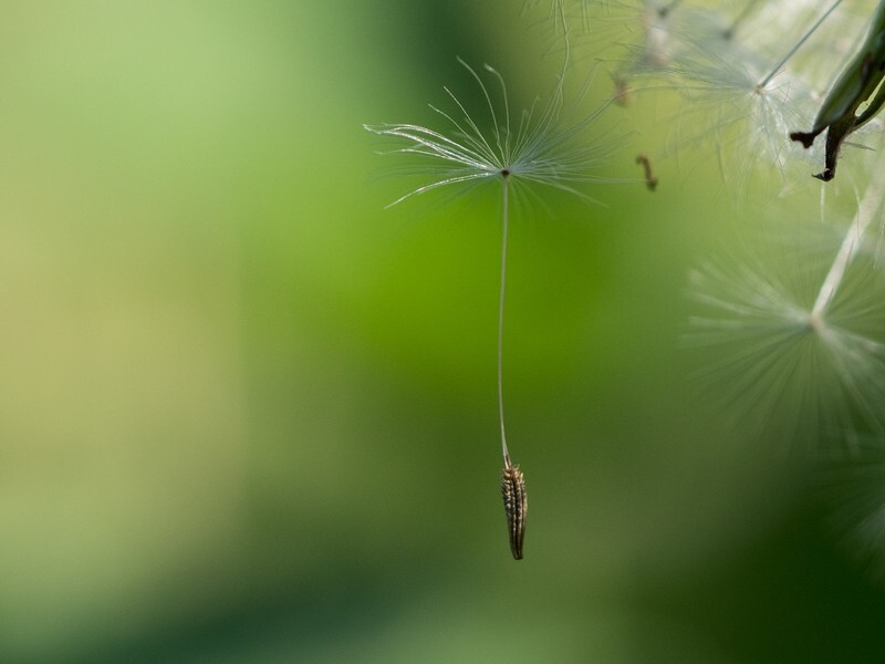  - Flora