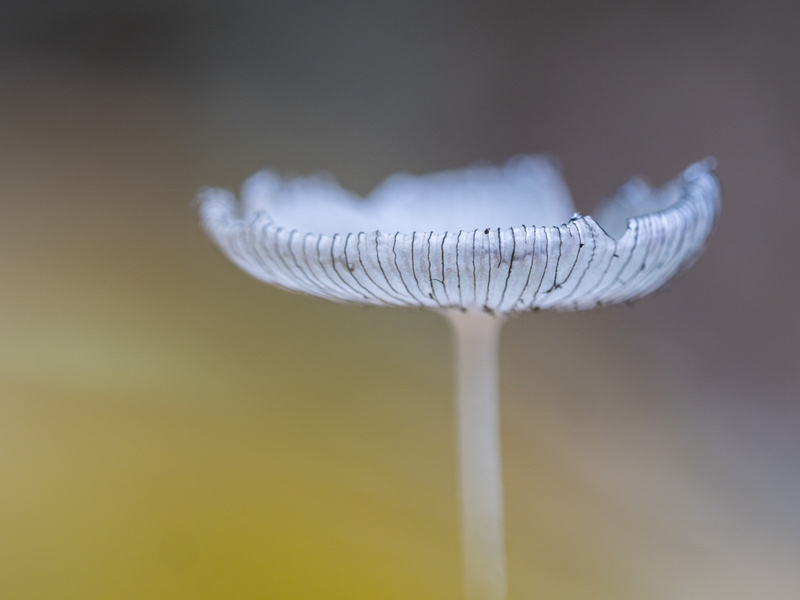  - Funghi