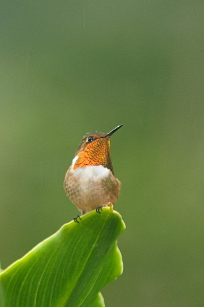 Scintillant Hummingbird - Costa Rica