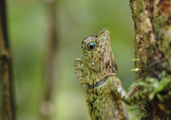 Eye for detail... - Malaysian Borneo.