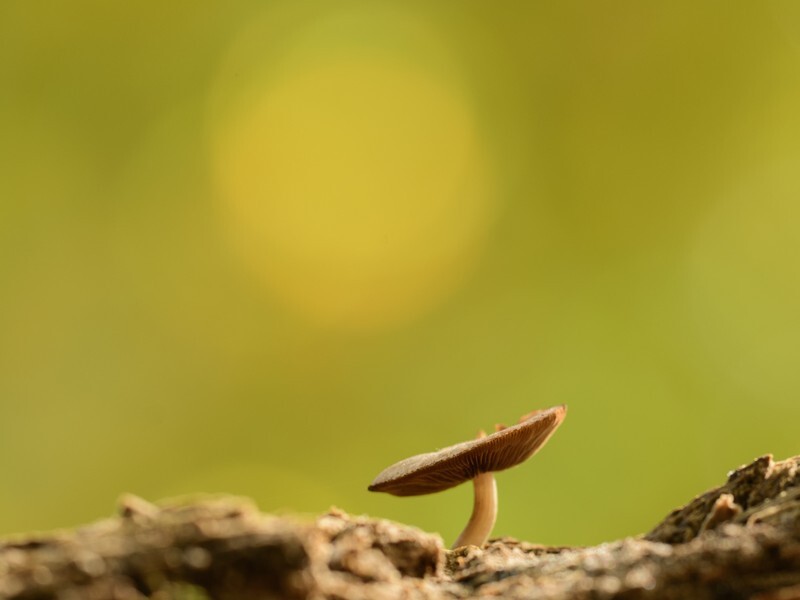  - Funghi