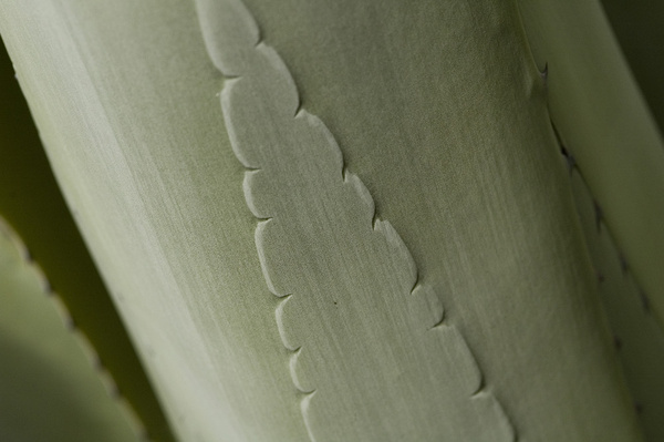 Carved by nature... - Impressions of Tenerife