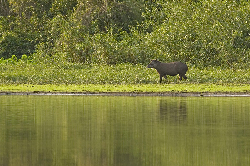  - Pristine Pantanal, Brasil