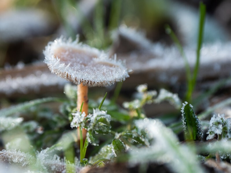  - Funghi