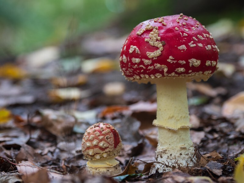  - Funghi