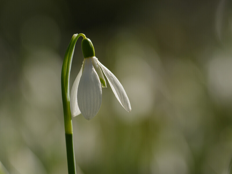  - Flora