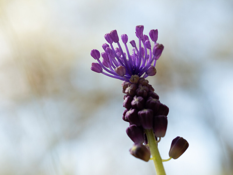  - Early Spring on Crete