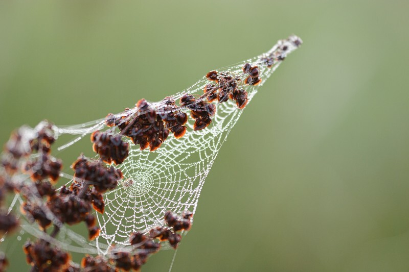  - Flora