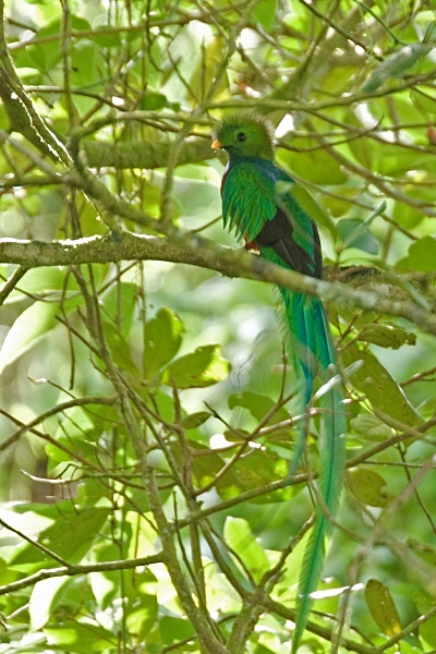 Resplendent Quetzal - Costa Rica