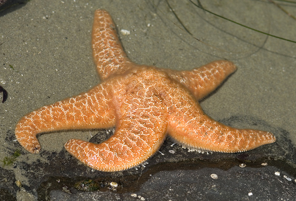 Colorful starfish - Canada