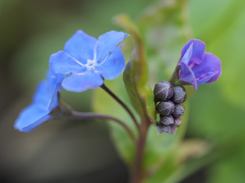  - Flora