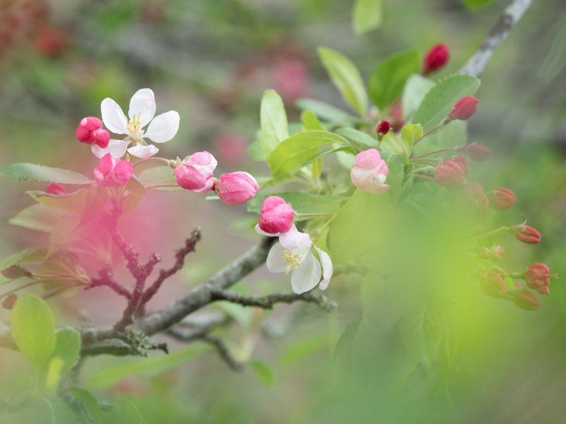 - Flora