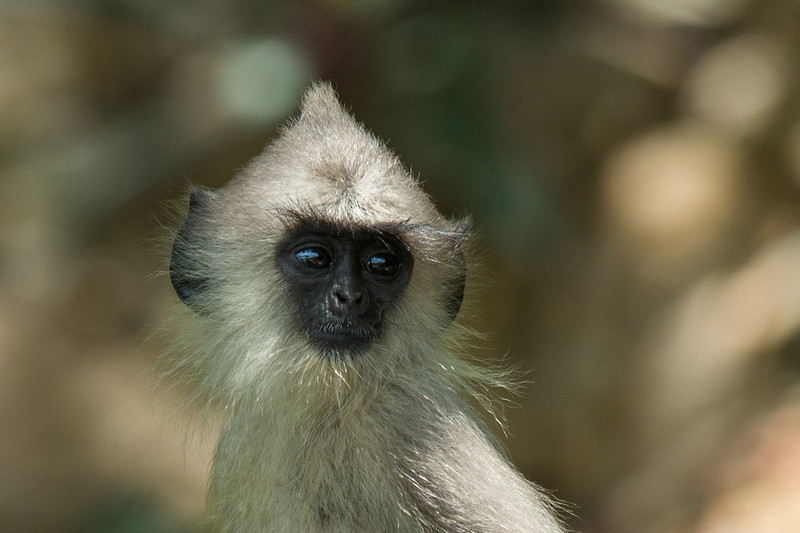  - Sri Lanka, wonderful wildlife experience.