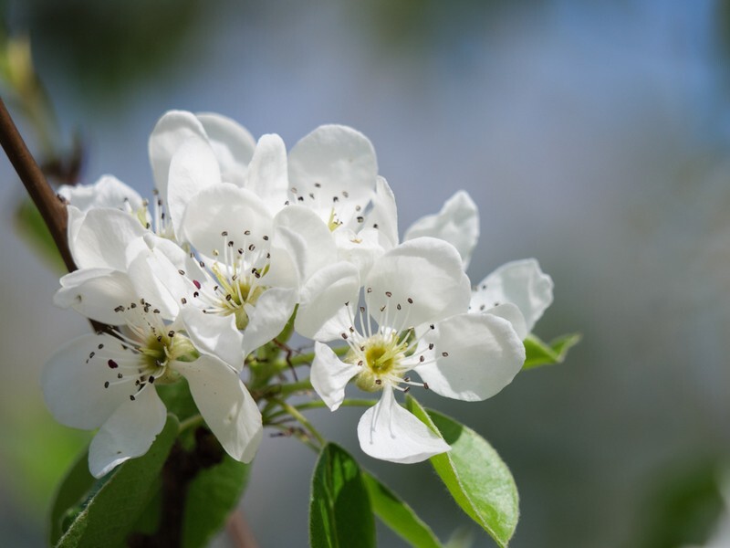  - Flora