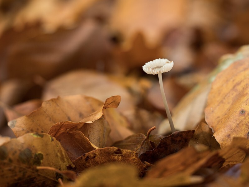  - Funghi