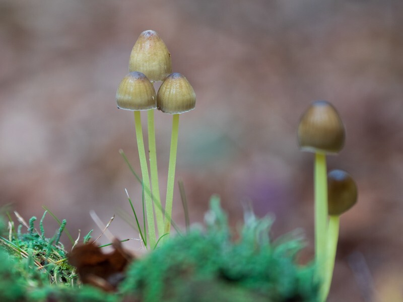  - Funghi