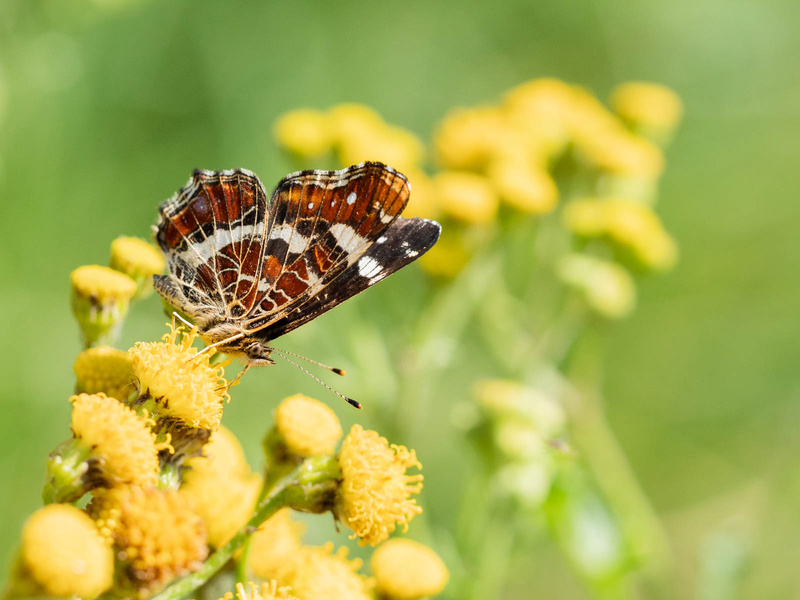  - Little critters
