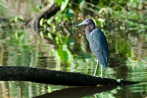 Little Blue Heron - Costa Rica