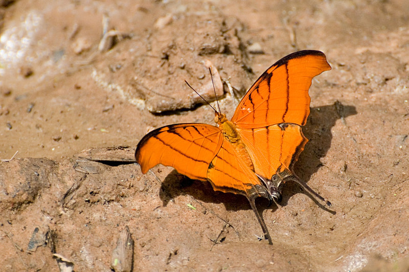  - Pristine Pantanal, Brasil