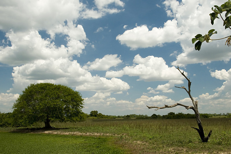  - Pristine Pantanal, Brasil