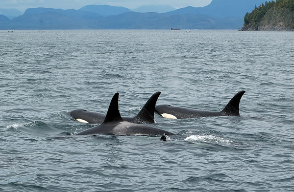 Orca family. - Canada