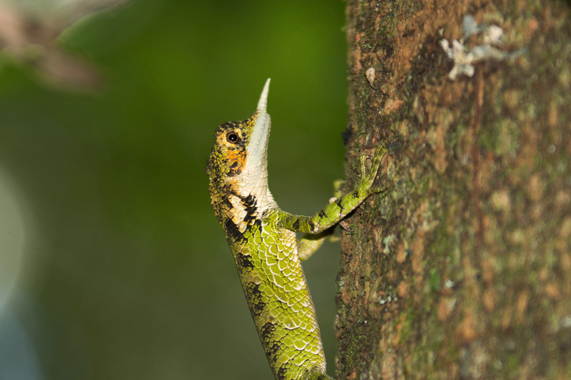  - Sri Lanka, wonderful wildlife experience.