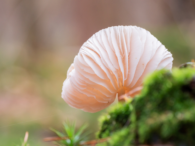  - Funghi
