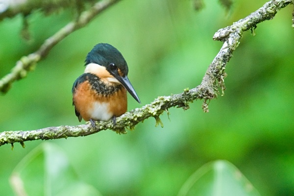 American Pygmy Kingfisher - Costa Rica