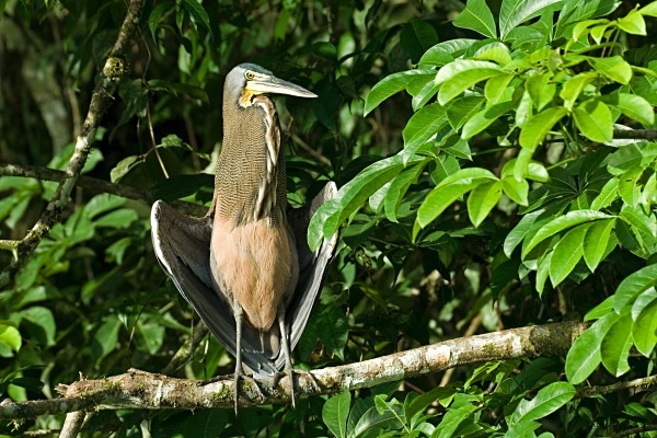 Bare-throated Tiger-Heron - Costa Rica